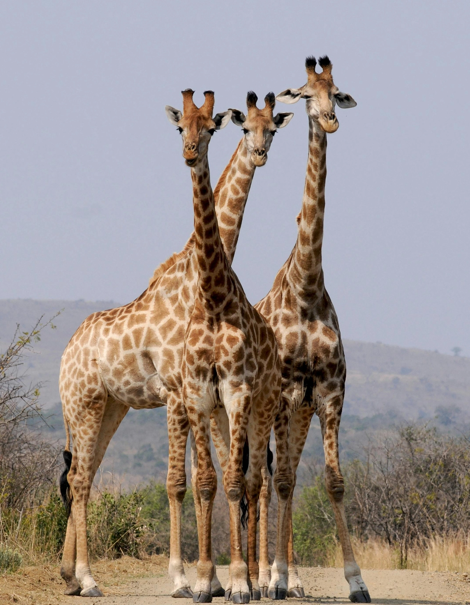 Safari Packages